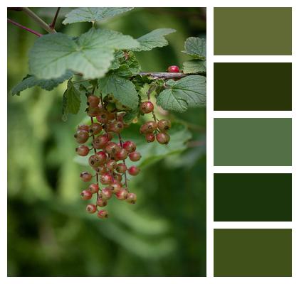 Red Currants Fruit Unripe Red Currants Image